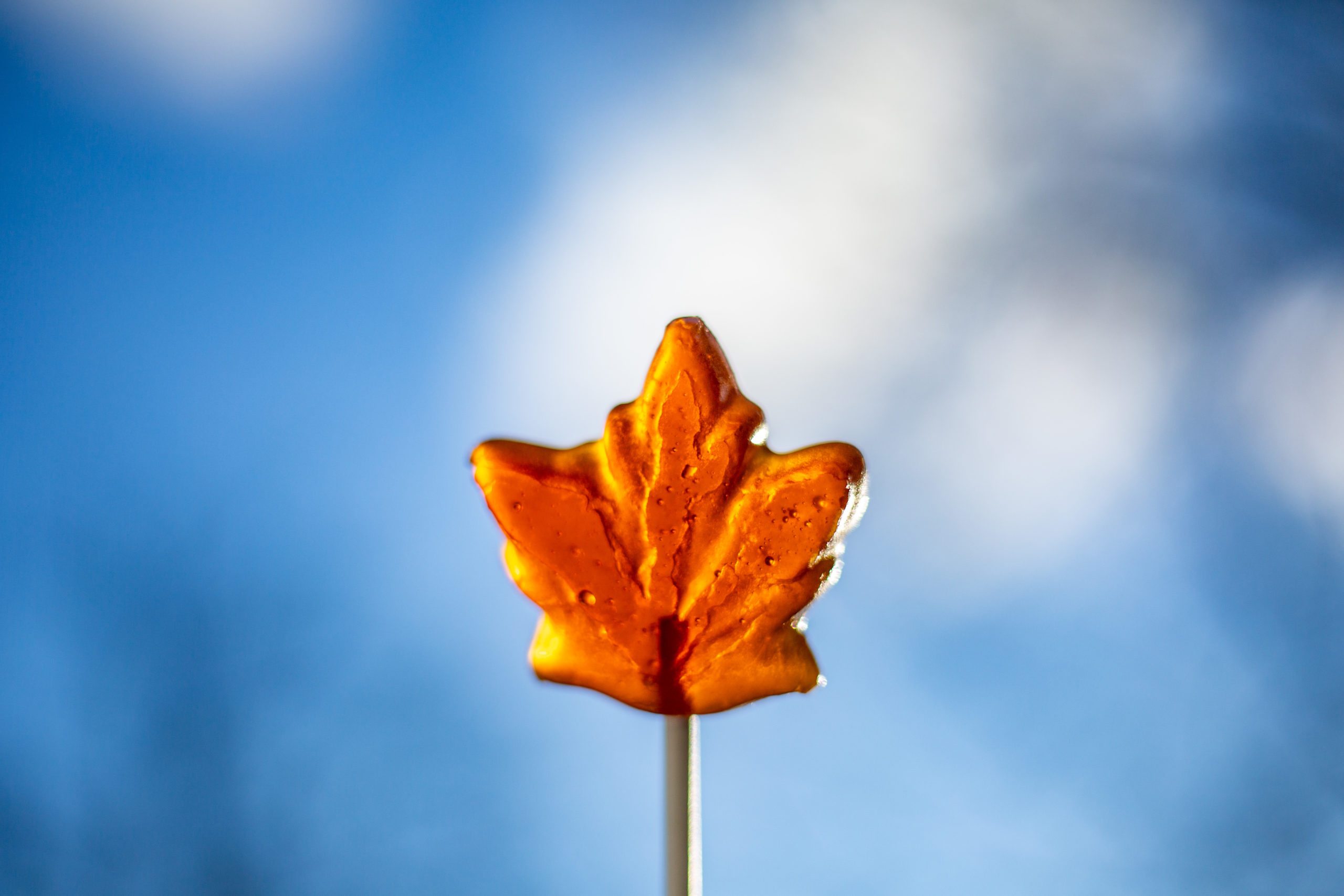 3 Maple Syrup Staycation Ideas Explore Waterloo Region