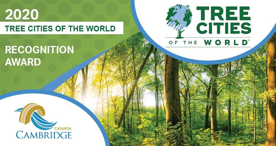 Cambridge named ‘Tree City of the