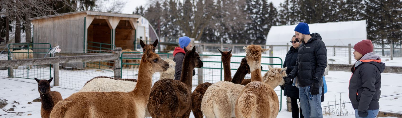 A group of people outdoors with a group of alpacas at Udderly Ridiculous Farm Life in Waterloo Region. It is winter. 