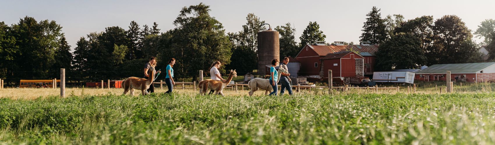 A group of people walking alpacas along a trail through a field. In the background you can see barns and a silo. Layered overtop of the image are the words Fields and Flavours Trail.