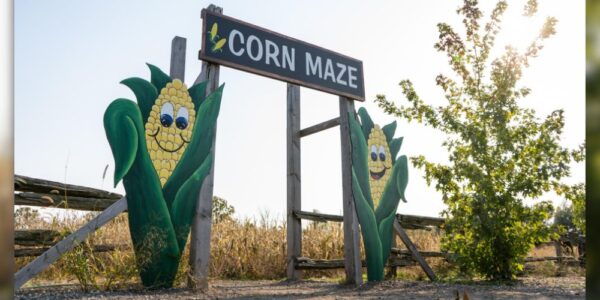 The tall, wooden Corn Maze sign that people enter the corn maze through at Snyder's Farm. On either side of the sign are two large cartoon con cob images.