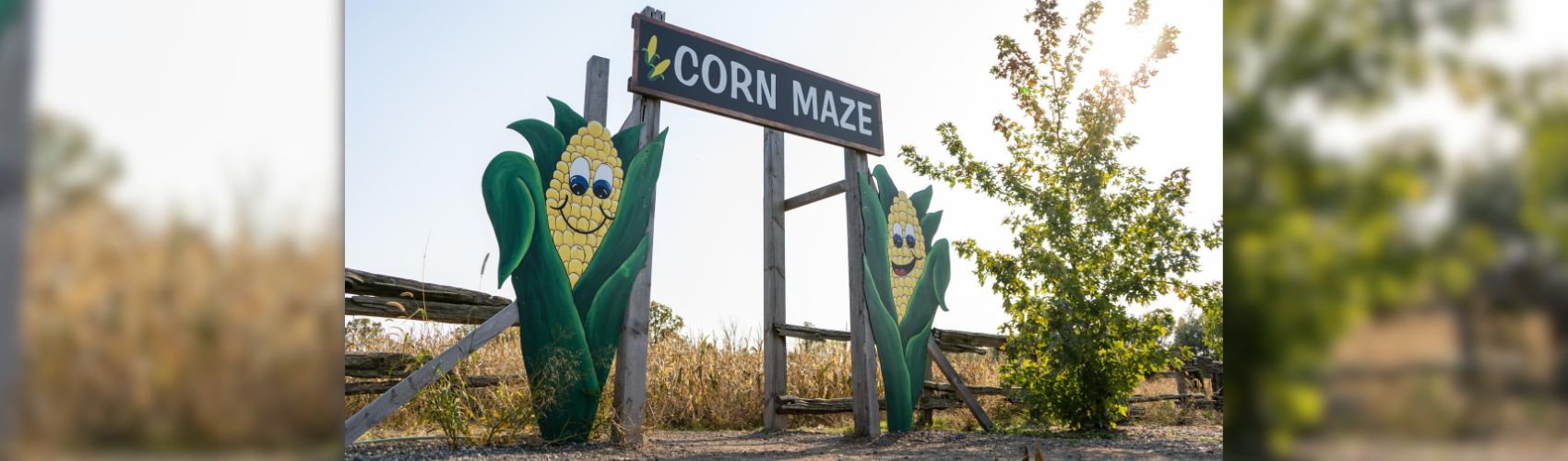 Pumpkin Patches and Corn Mazes in Waterloo Region