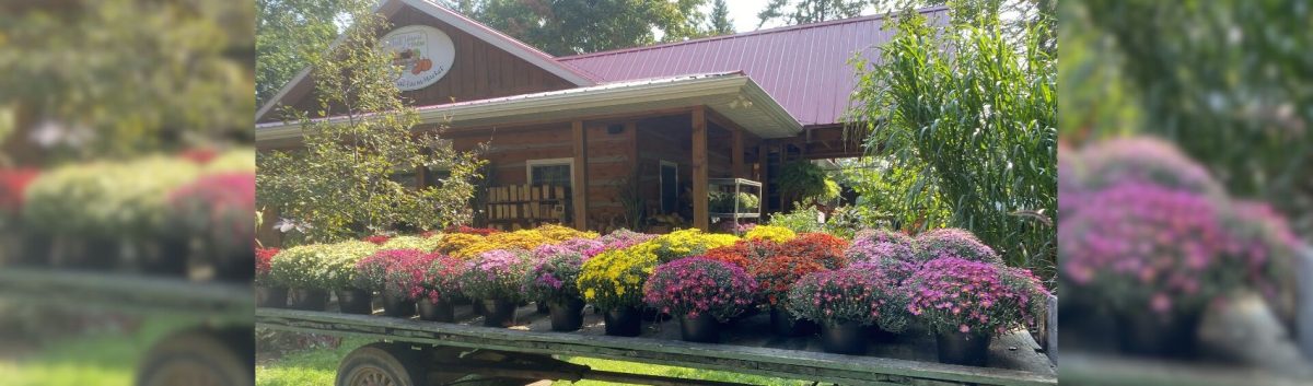 The wooden farm market building at Fall Harvest Farm in Wellesley. Along the side of the market building are rows of fall mums.