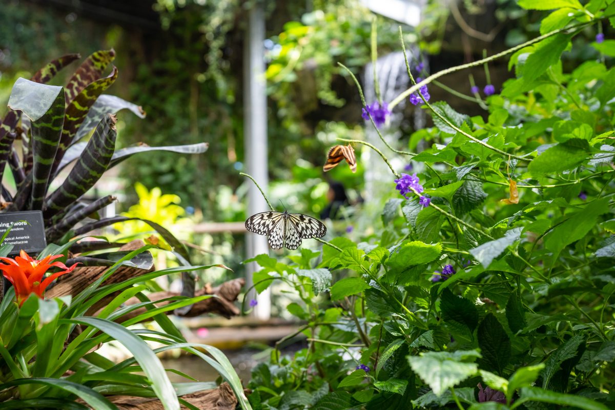 The inside of the conservatory at Cambridge Butterfly. There are lush, green, tropical plants growing throughout: there is a waterfall in the background, and you can see white spotted butterflies on the plants in the foreground.