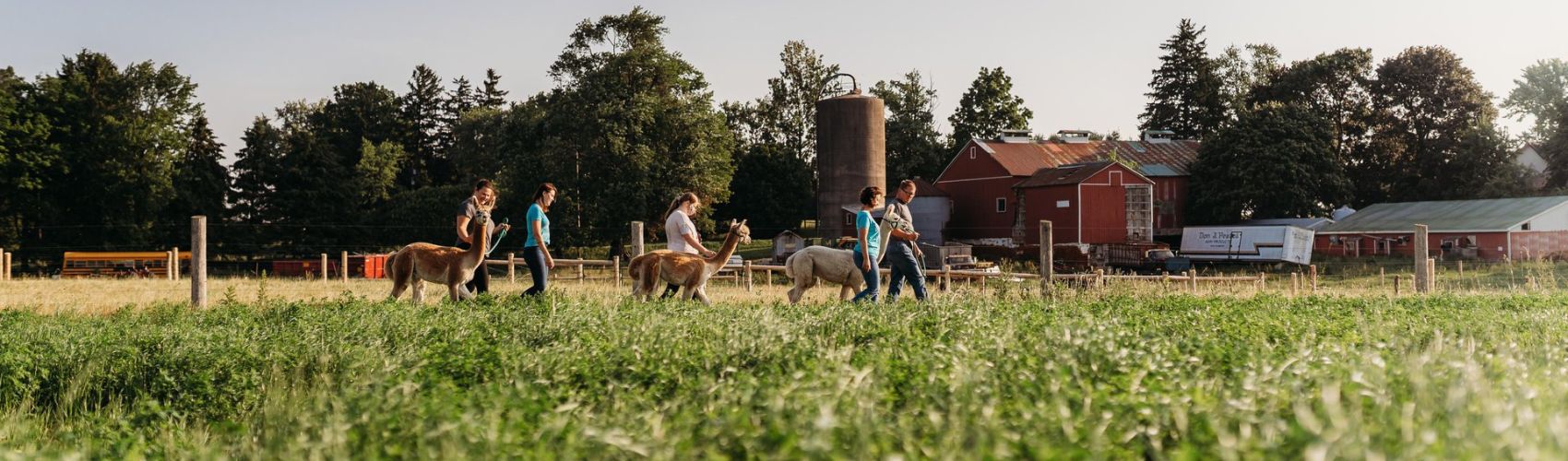 A group of people walking alpacas along a trail through a field. In the background you can see barns and a silo. Layered overtop of the image are the words Fields and Flavours Trail.