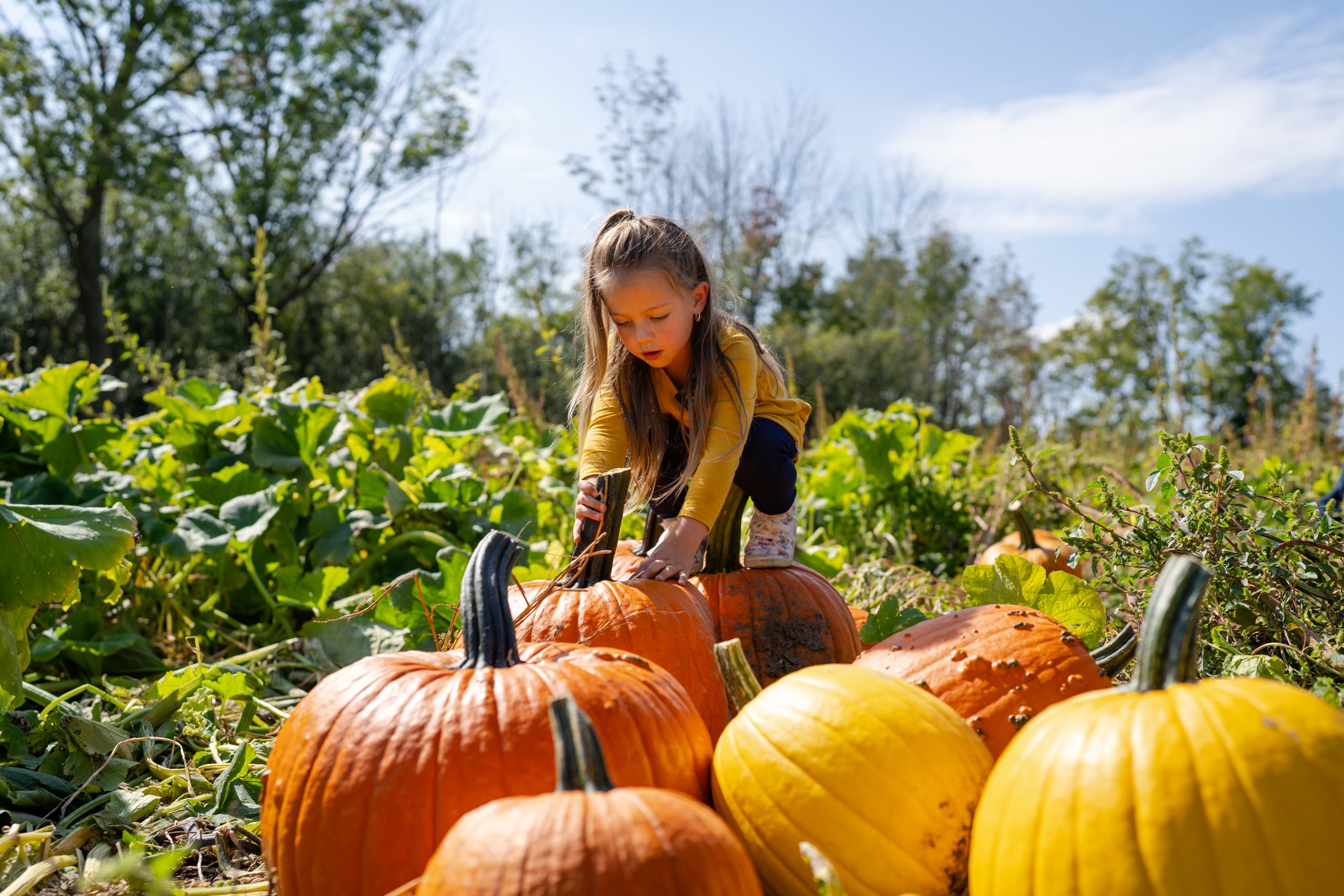 A little girl is climbing over ripe pumpkins in a pumpkin patch. It is a sunny fall day.