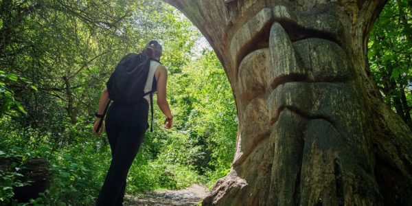 A person is hiking past the Wise Old Oak tree on the Health Valley Trail in Waterloo Region. The Wise Old Oak is a very large oak tree that has the details of a face carved into the trunk.