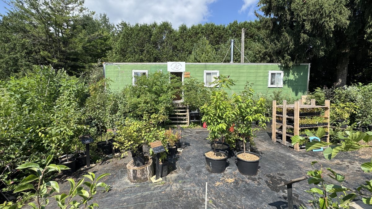 The green building entrance to the storefront of Silver Creek Nursery. There are many small trees in containers on display outside the building.