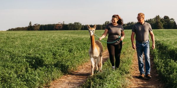 A couple walking an alpaca along a path at Udderly Ridiculous Farm Life