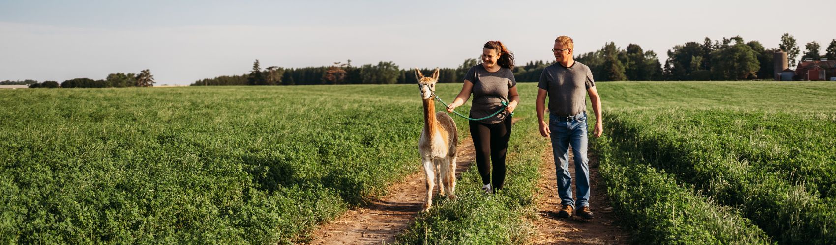 A couple walking an alpaca along a path at Udderly Ridiculous Farm Life