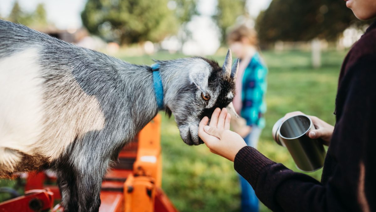 A dwarf goat outdoors on the play equipment at Udderly Ridicuous Farm Life. A guest is petting the goat.