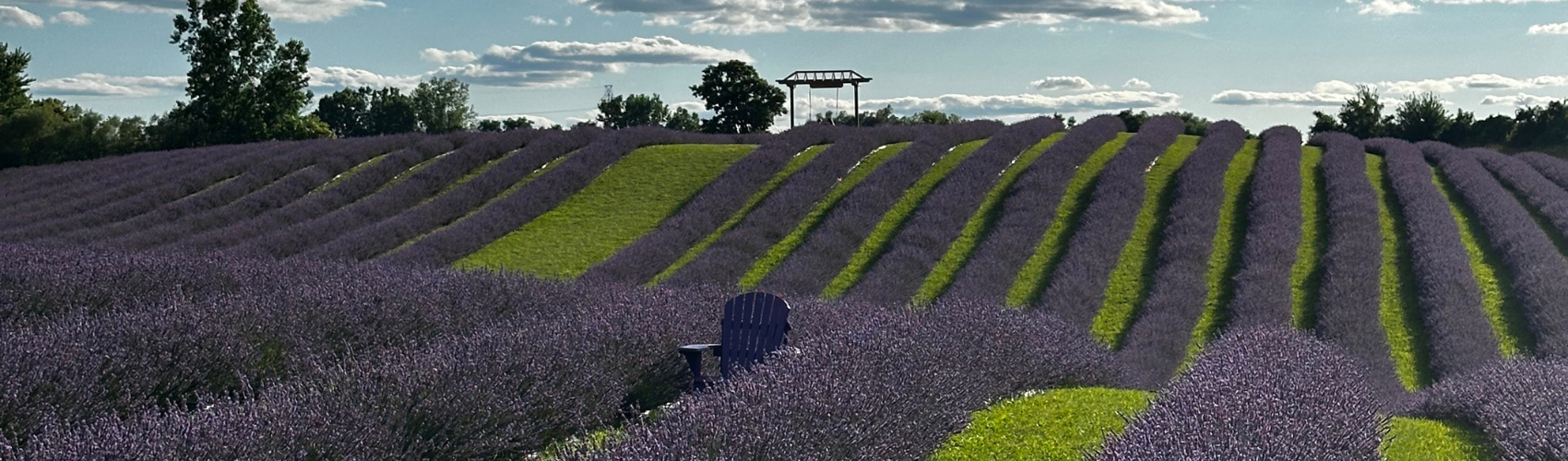 Purple Blossom Lavender - Explore Waterloo Region