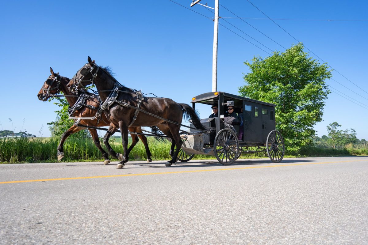 A Mennonite horse and buggy travelling along a paved road in Woolwich Township on a sunny summer's day.