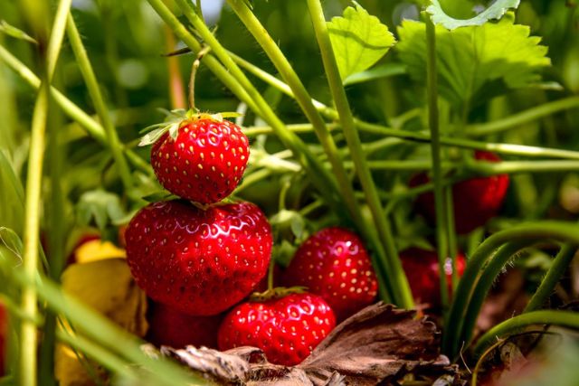 A close up of ripe, red strawberries still on the plant in a strawberry field.