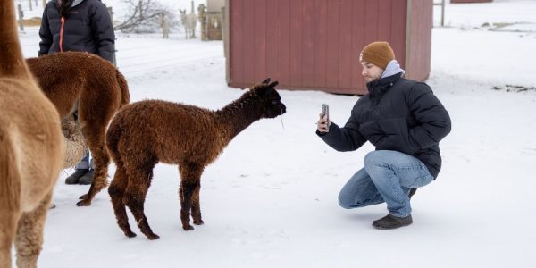 A person kneeling down and taking a picture of an alpaca outdoors in a penned area at Udderly Ridiculous Farm Life in Waterloo Region. It is winter.