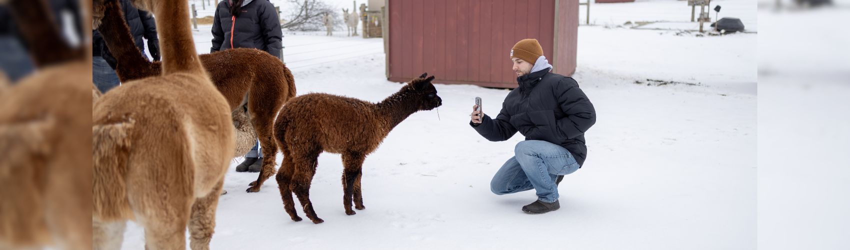 A person kneeling down and taking a picture of an alpaca outdoors in a penned area at Udderly Ridiculous Farm Life in Waterloo Region. It is winter.