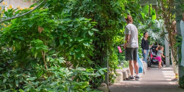 Families walking along the path in the lush, tropical conservatory at Cambridge Butterfly.
