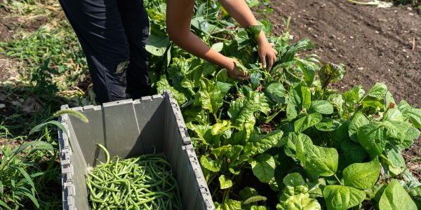 The hands and legs of a person working in a large garden plot in a field and picking green beans. There is a large container of green beans at their feet.