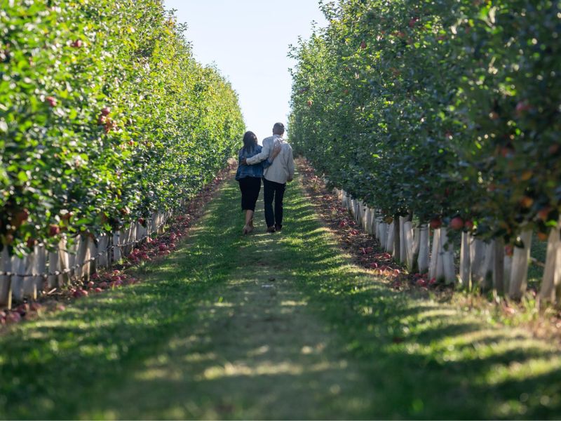 A couple walking between rows of trees in the orchard at Shuh Orchards in Woolwich Township on a sunny spring day. There are green leaves on the trees.