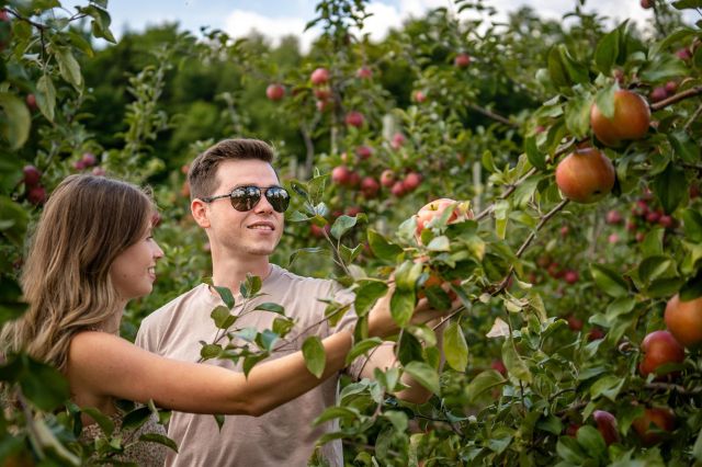 Two people picking ripe apples in a large orchard on a sunny day. 