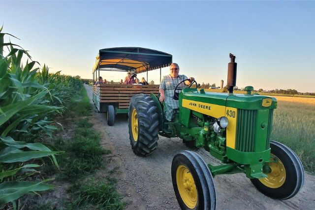 A Mennonite woman smiling and driving a John Deere tractor with a large, covered wagon behind it through a corn field.