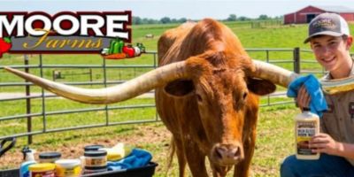 A person kneeling beside a long-horned cattle with a Moore Farms sign in the background.
