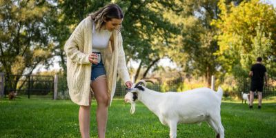 A person standing in a green grazing area at The Perth Farmhouse. They are petting a goat, and sipping on a cider. It is summer.
