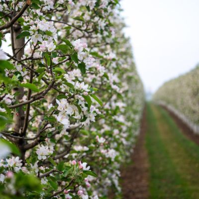The close up of apple blossoms on apple trees in an orchard at Shuh Orchards. It is springtime.