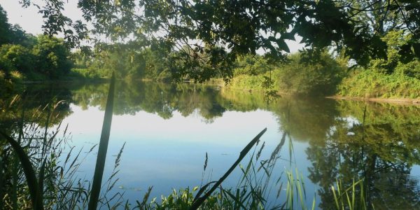 Scenic shot of the Grand River from under a tree canopy
