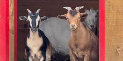 Two goats looking out of a barn door.