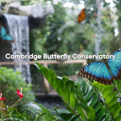 The main conservatory of Cambridge Butterfly Conservatory. You can see tropical flora, a waterfall, and various colourful species of free flying butterflies.