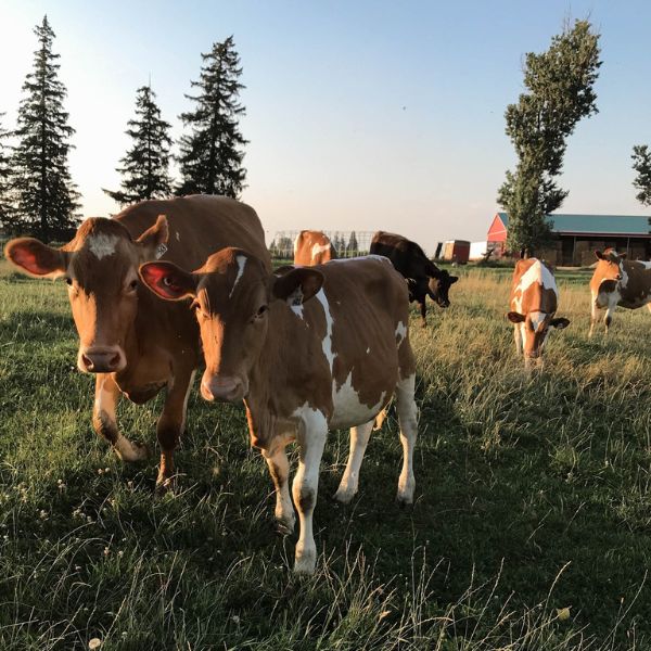 Guernsey cattle grazing in a field at Eby Manor Farm in Woolwich Township. It is a sunny summer's day.