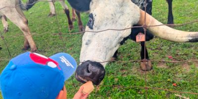 A young child feeding a long-horned cattle through a fence at Moore Farm in the summer.