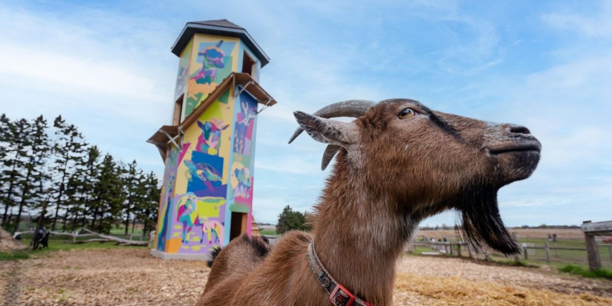 A close up of a goat looking off to the side. Behind the goat is a 28 foot high, colourfully painted Goat Tower, which is a new attraction at Udderly Ridiculous Farm Life. 