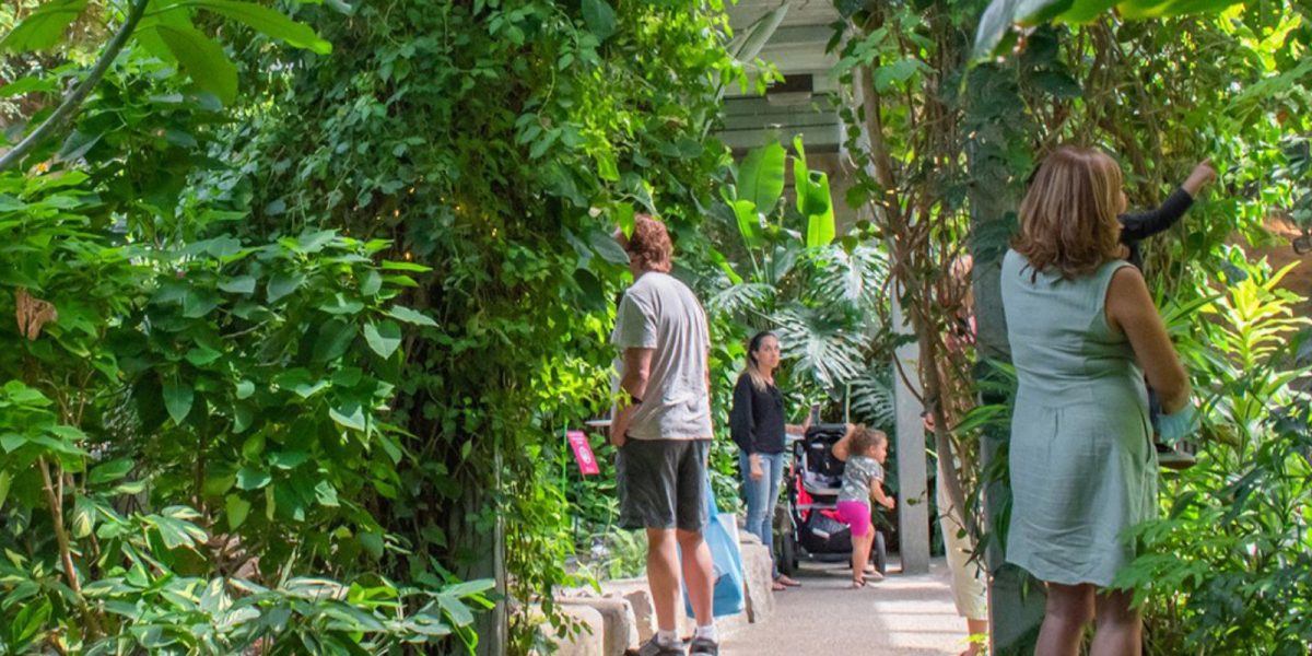 People walking through the conservatory at the Cambridge Butterfly Conservatory. It is very lush and tropical