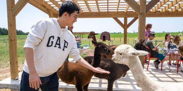 A person holding out their hand to feed an alpaca underneath a pergola inside a field at Udderly Ridiculous Farm Life. You can see more people sitting at tables underneath the pergola behind them. It is a sunny summer's day.