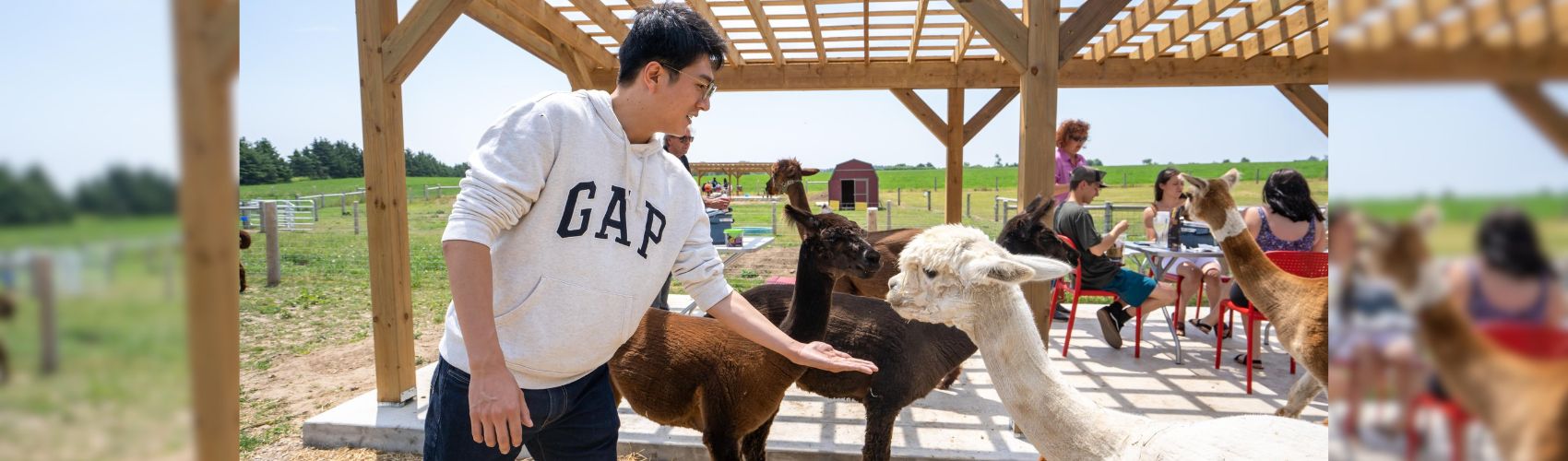 A person holding out their hand to feed an alpaca underneath a pergola inside a field at Udderly Ridiculous Farm Life. You can see more people sitting at tables underneath the pergola behind them. It is a sunny summer's day.
