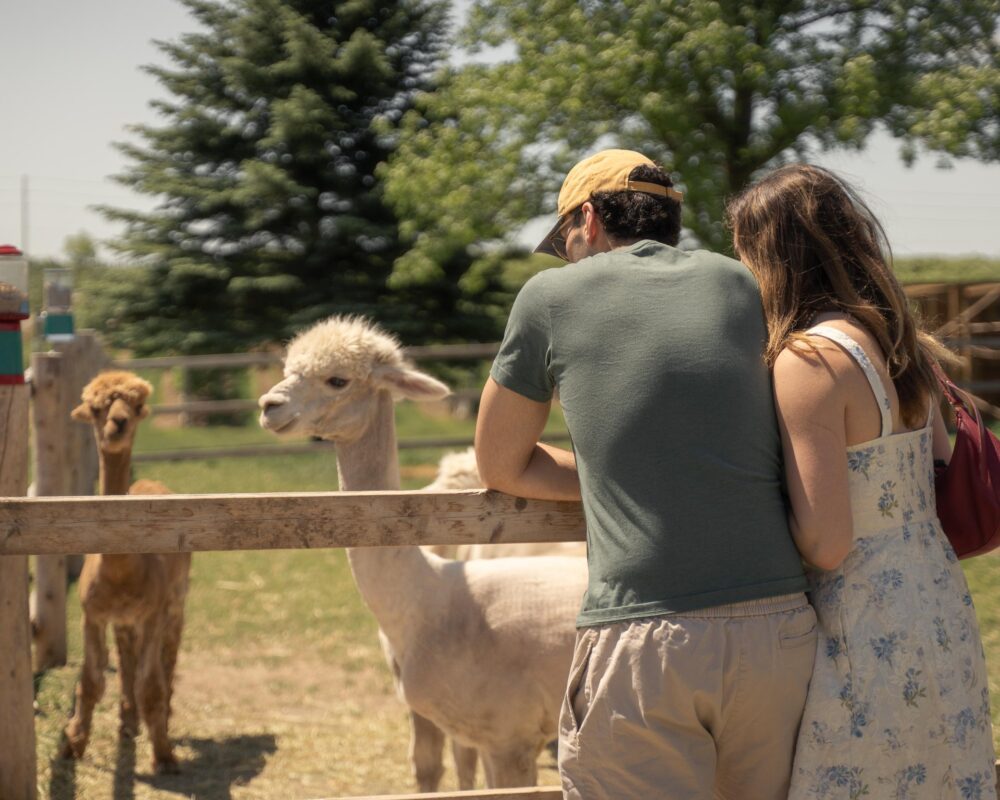 A couple looking over a wooden fence at alpacas grazing in a field on a sunny summer's day.