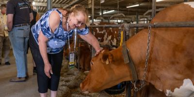 A woman is bending over to pat the head of one of the Guernsey cows inside the barn at Eby Manor Farm in Woolwich Township.
