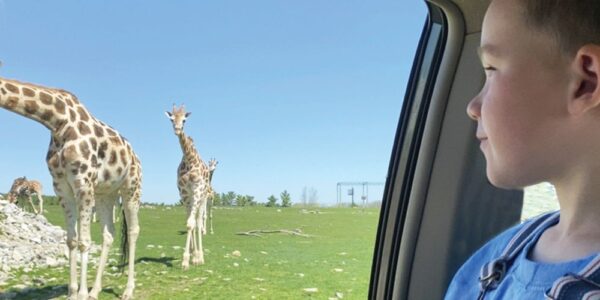 A child is looking out of a car window at a couple of giraffes that are grazing in a game reserve at African Lion Safari.