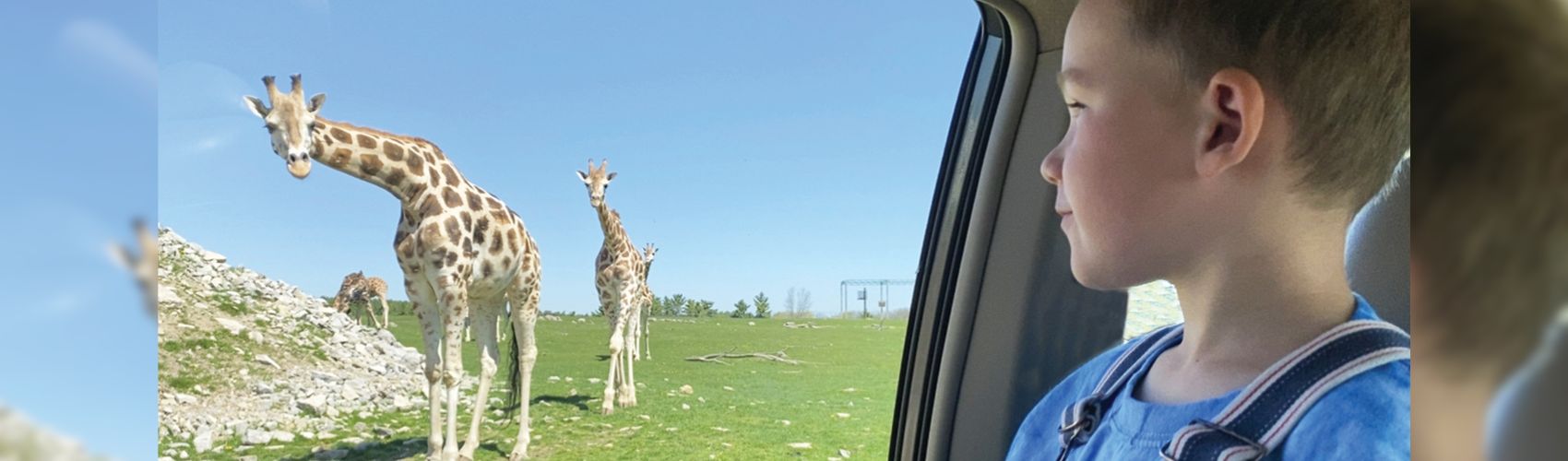 A child is looking out of a car window at a couple of giraffes that are grazing in a game reserve at African Lion Safari.