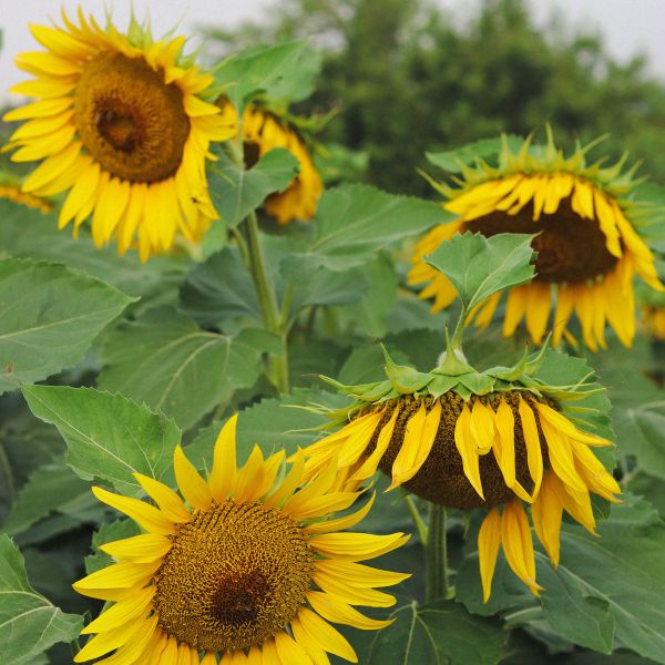 A field of yellow sunflowers on a sunny summer's day.