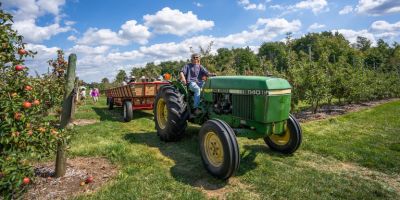 A farmer driving a tractor and trailer through the orchard at Downey's Apple Farm on a sunny summer's day. 