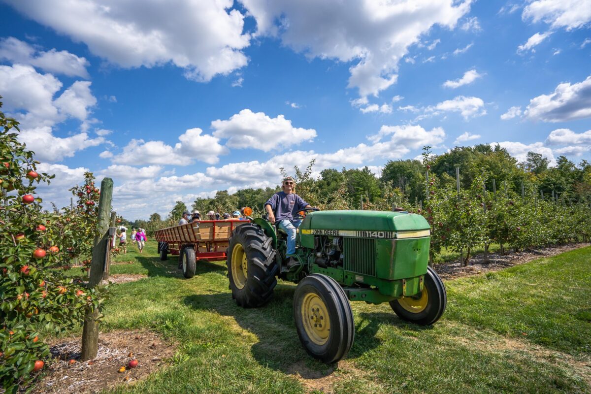 A man is driving a tractor and wagon full of guests through the orchard at Downey's Apple Farm. It is a sunny day.