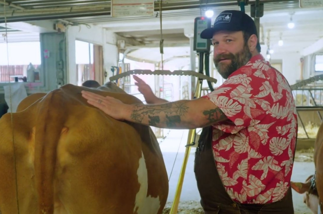 Host of Farm to Fork, Nick Benninger, in a barn with dairy cattle who are being milked.