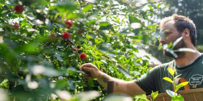 A person is in an orchard on a sunny day. He is picking fruit off of a tree.