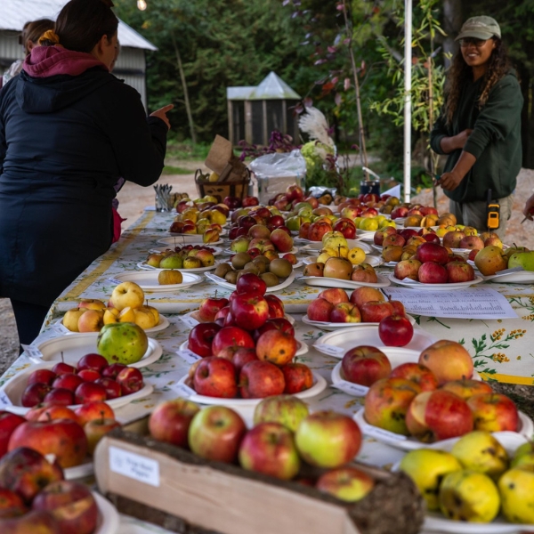 A long covered table outdoors at an orchard. The table has manny plates of fresh fruit on it: people are sampling the produce. 