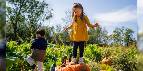Two children playing in a pumpkin patch: one is standing on top of a large pumpkin. It is a sunny fall day.