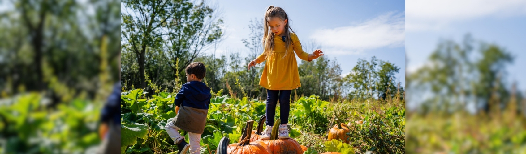 Two children playing in a pumpkin patch: one is standing on top of a large pumpkin. It is a sunny fall day.