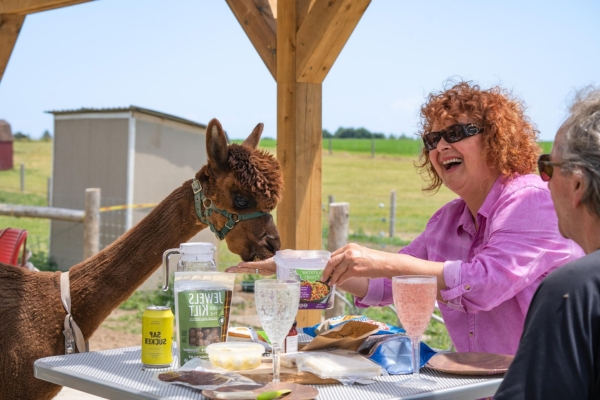 A couple dining in a field on a sunny fall day. There is an alpaca at their table looking for food. The couple is smiling and having fun. 